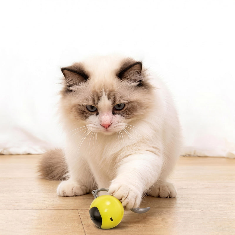 Cat Toys