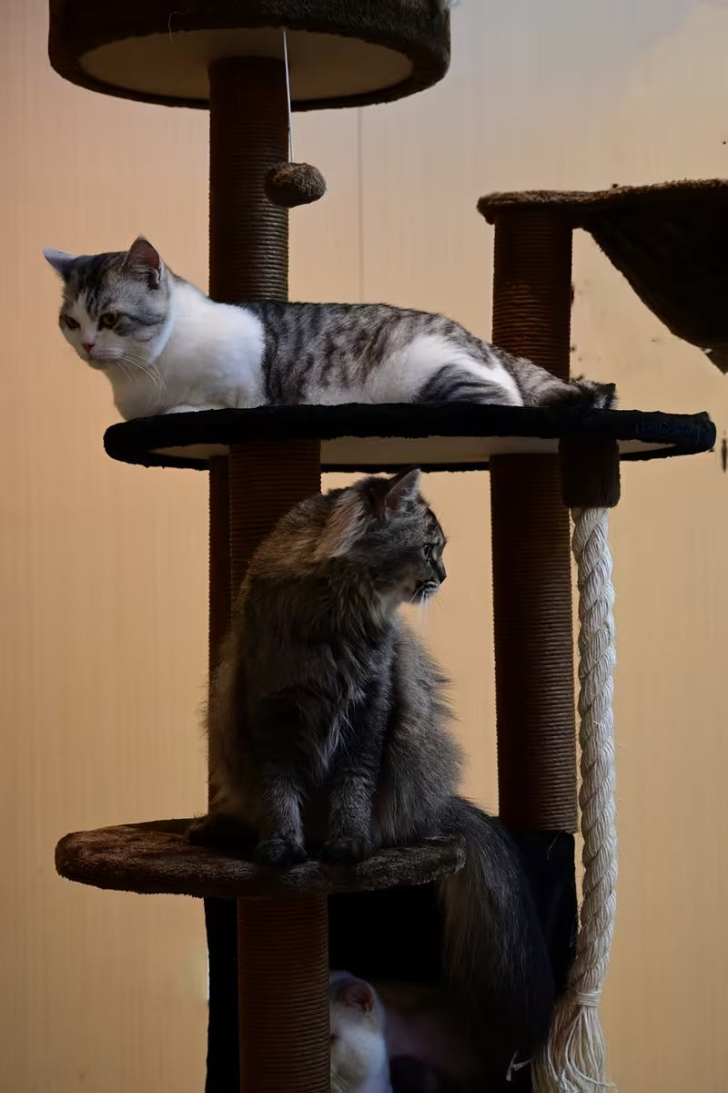 Cat Climbing Frame C10