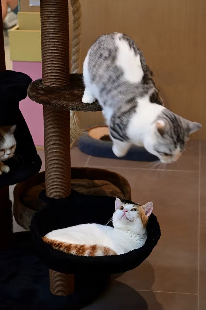 Cat Climbing Frame C10