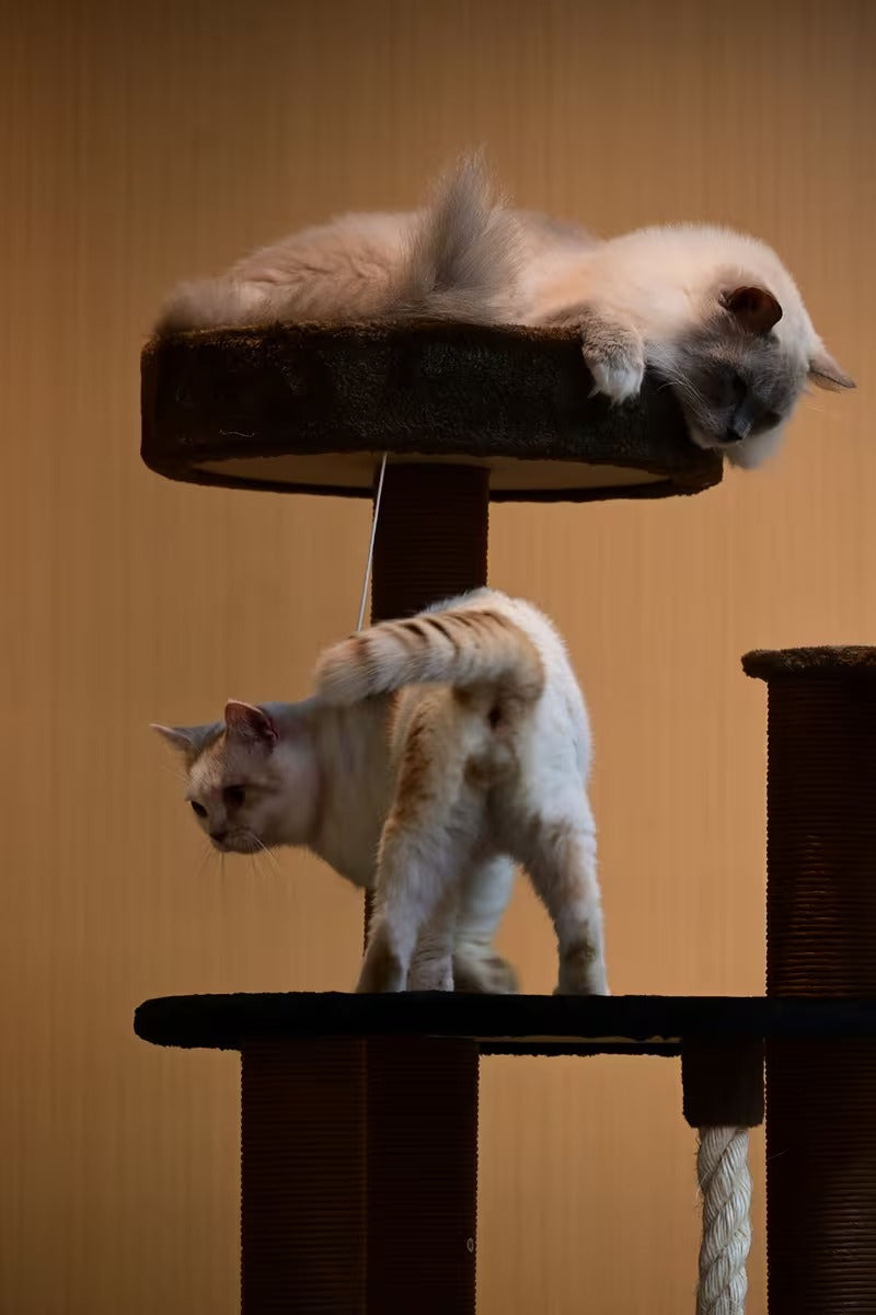 Cat Climbing Frame C10