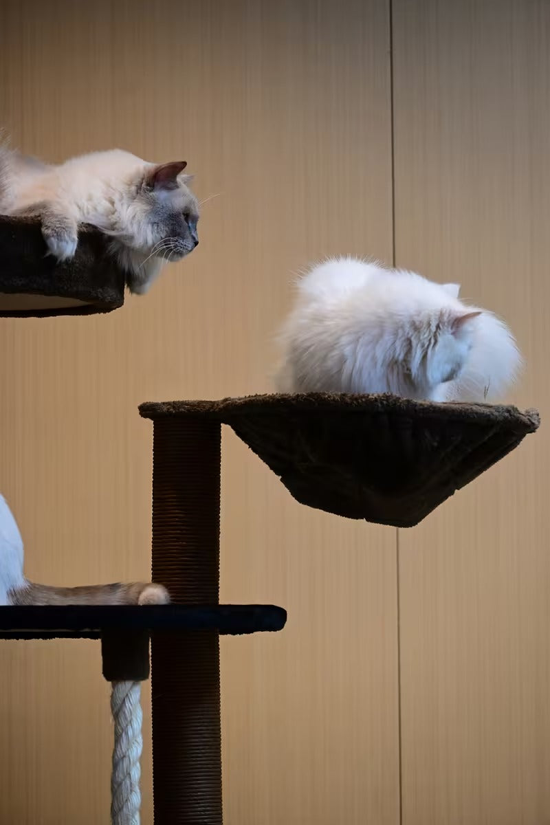 Cat Climbing Frame C10