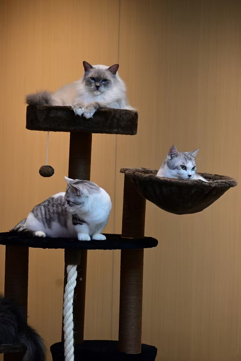 Cat Climbing Frame C10
