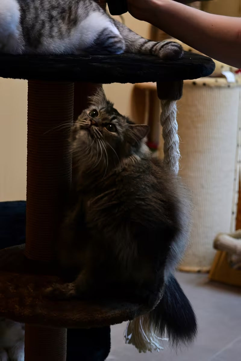 Cat Climbing Frame C10
